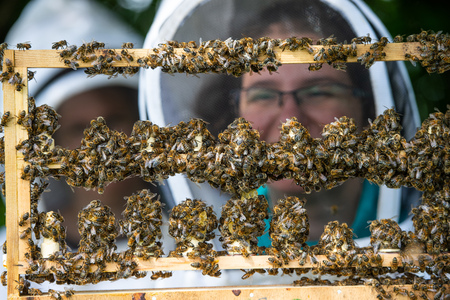 Close up view of the working bees on honey cells, Fresh honey in comb and working bees, Franceの写真素材