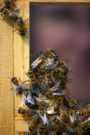 Close up view of the working bees on honey cells, Fresh honey in comb and working bees, France