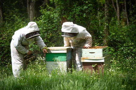Beekeeper working collect honey. Beekeeping concept, Franceの写真素材