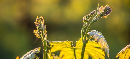 Young branch with sunlights in Bordeaux vineyards, Franceの写真素材