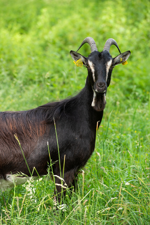 Goats graze on meadow in summer, Gironde, Franceの写真素材