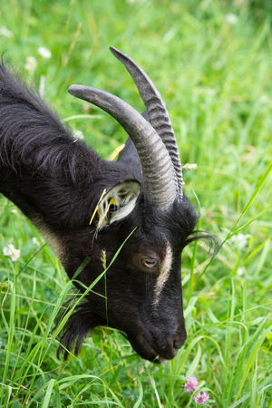 Goats graze on meadow in summer, Gironde, Franceの写真素材