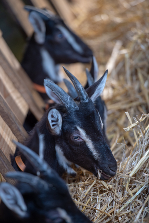 Goats in the stable on the farm, Gironde, Franceの写真素材