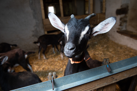 Goats in the stable on the farm, Gironde, Franceの写真素材