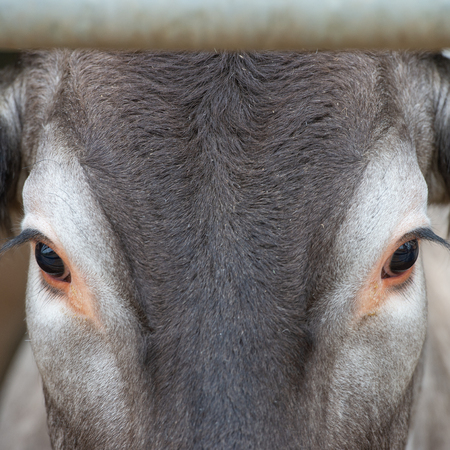 Portrait of Bazadaise cow and calf on a farm, Gironde, France