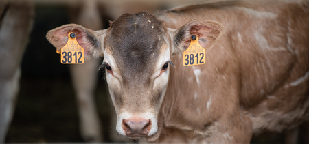 Portrait of Bazadaise cow and calf on a farm, Gironde, Franceの写真素材