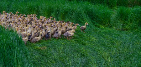 Group of young yellow ducks breeding in a near tall grass, Gironde, Franceの写真素材
