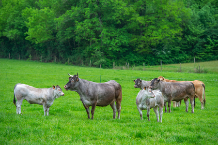 Bazadaise cows and calves daisy in the meadow, Gironde, France