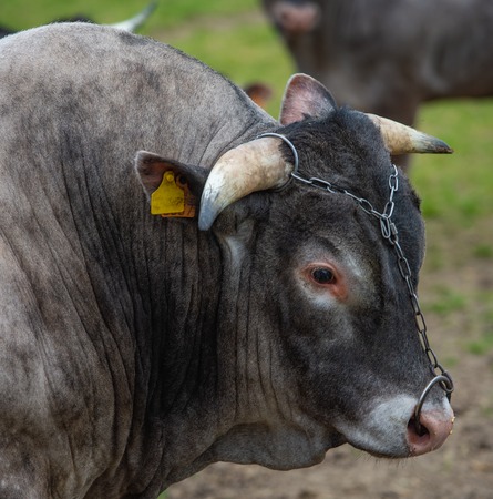 Bazas beef, Bazadaise cows and calves daisy in the meadowの写真素材