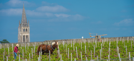 Labour Vineyard with a draft horse, Saint-Emilion-France, Europeの写真素材