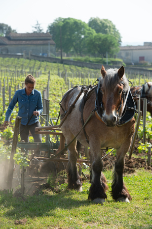 Labour Vineyard with a draft horse, Saint-Emilion, Franceの写真素材