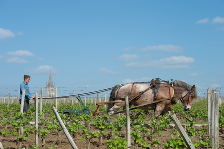 Labour Vineyard with a draft horse, Saint-Emilion, Franceの写真素材
