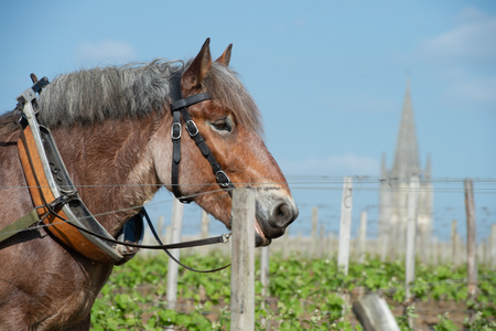 Labour Vineyard with a draft horse, Saint-Emilion-France, Europeの写真素材
