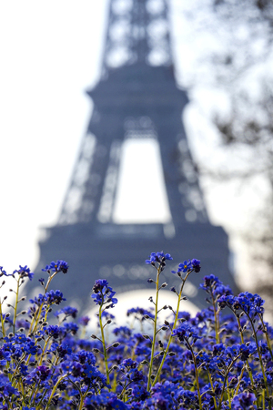 Eiffel tower and blue flowers, Paris, Franceの写真素材