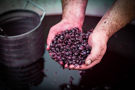 Wine mixing during fermentation process in barrel, Bordeaux Vineyard, France