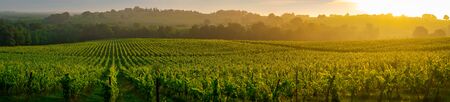 Sunset landscape, Bordeaux wineyard, Langoiran, france