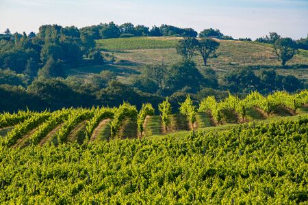 Sunset landscape, Bordeaux wineyard, Haux, France