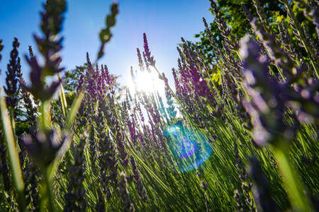 Sunset sky over lavender bushes, Closeup of flower field backgroundの写真素材