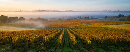 Bordeaux Vineyard at sunrise in autumn, Entre deux mers, Langoiran, Girondeの写真素材