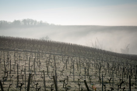 Bordeaux vineyard over frost and smog and freeze in winter, landscape vineyardの写真素材