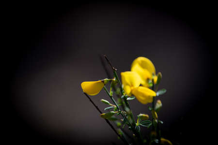 Yellow broom flowers in a pine forest, Forest massif at Carcans Plage, pine forest near Lacanau, on...