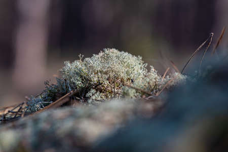 Moss, lichens in a pine forest, Forest massif at Carcans Plage, pine forest near Lacanau, on the French Atlantic coastの写真素材