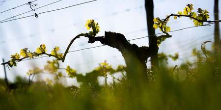 New bug and leaves sprouting at the beginning of spring on a trellised vine growing in bordeaux vineyardの写真素材