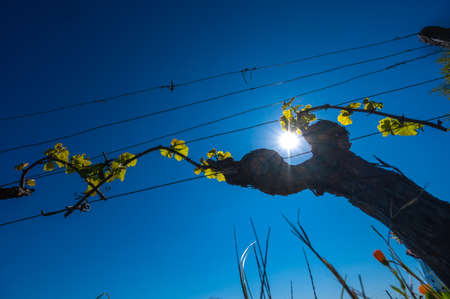 New bug and leaves sprouting at the beginning of spring on a trellised vine growing in bordeaux vineyardの写真素材