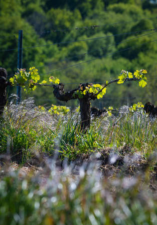 New bug and leaves sprouting at the beginning of spring on a trellised vine growing in bordeaux vineyardの写真素材