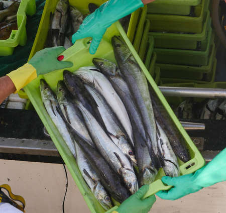 Fresh fish on box in port transferred by fishermen from the boat to the market, Galicia, Spainの写真素材