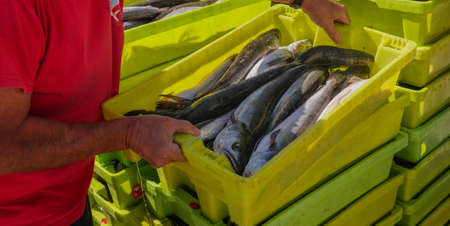 Fresh fish on box in port transferred by fishermen from the boat to the market, Galicia, Spain