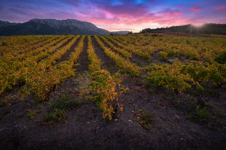 Vineyards of the AOC Maury region in the Audeの写真素材