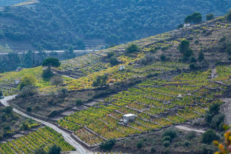 Vineyard landscape near Collioure, Pyrenees Orientales, Roussillon, Vermilion coast, Franceの写真素材