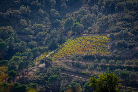 Vineyard landscape near Collioure, Pyrenees Orientales, Roussillon, Vermilion coast, Franceの写真素材