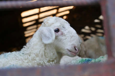Close up sheep among the flock in sheepfoldの写真素材