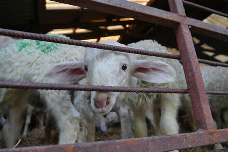Close up sheep among the flock in sheepfold