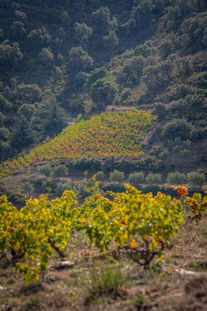 Vineyard landscape near Collioure, Pyrenees Orientales, Roussillon, Vermilion coast, Franceの写真素材