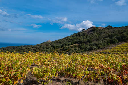 Vineyard landscape near Collioure, Pyrenees Orientales, Roussillon, Vermilion coast, Franceの写真素材