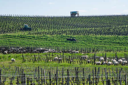 Domestic sheeps grazing with tractors working behind in the Bordeaux vineyards