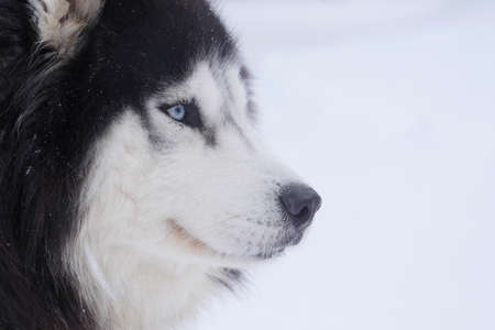 Sledding with husky dogs in a winter forest