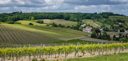 Cognac vineyard, village and Bouteville Church and castle, vintage great champagneの写真素材