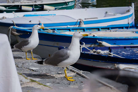 Seagull Procida in sunny summer day, Procida Island, Italyの写真素材