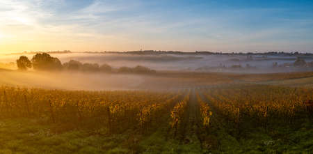 Bordeaux Vineyard at sunrise in autumn, Entre deux mers, Langoiran, Gironde