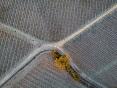 Bordeaux vineyard over frost and smog and freeze in winter, landscape vineyardの写真素材