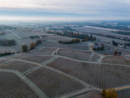 Bordeaux vineyard over frost and smog and freeze in winter, landscape vineyardの写真素材
