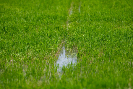 Cultivation of rice cereals in Camargue, Provence, France, Rice plants growing on organic farm fieldsの写真素材