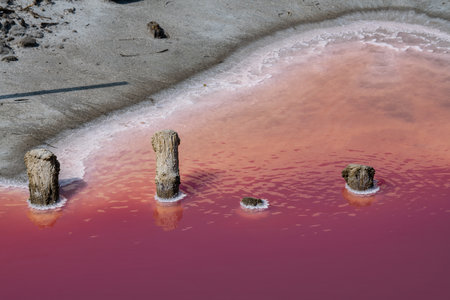 Wooden stakes corroded by salt and pink salt water, Camargue, Salin de Guiraud, Franceの写真素材