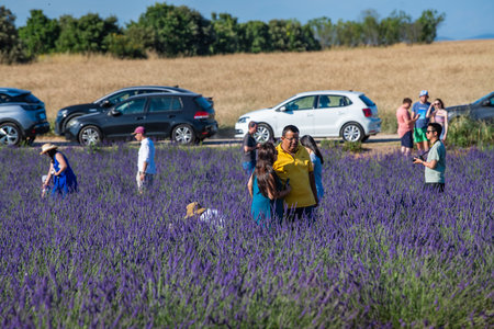 VALENSOLE, FRANCE - June 28, 2023: Many tourists taking photos in sunflower and lavender fields near Valensole, Franceのeditorial素材