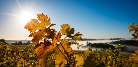 Colourful vine leaves in the autumn, Bordeaux vineyardの写真素材