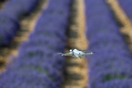 Drone flying over lavender field, Valensole, Provence